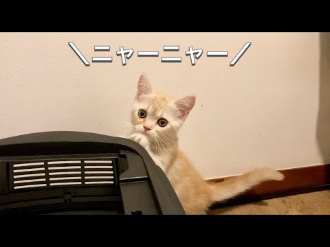 初めてお家にきた子猫の鳴き声が可愛い&切ない【マンチカン】