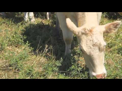 Thumbnail for Агросектор. Ауеликольская порода КРС - отечественный бренд