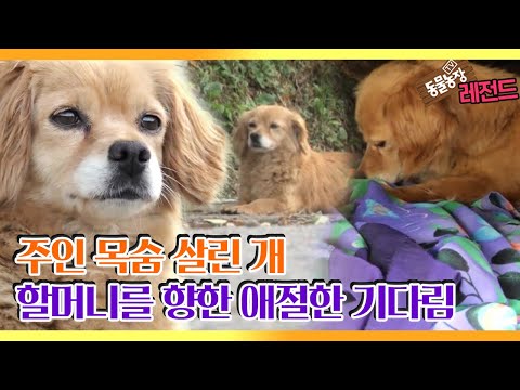 [TV 동물농장 레전드] ‘주인의 목숨을 구한 개’ 풀버전 다시보기 I TV동물농장 (Animal Farm) | SBS Story