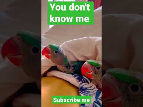 Thumbnail for #parrot#funnyparrot#youtubeahort#parrotlover