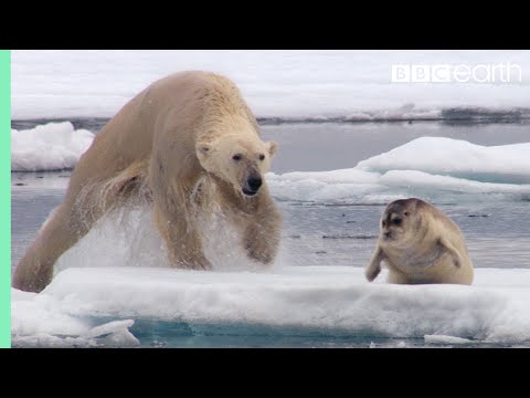 Thumbnail for Hungry Polar Bear Ambushes Seal | The Hunt | BBC Earth