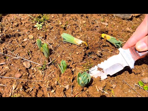 ŞİFALI OT ÇİRİŞ TOPLAMA BİNGÖL YAYLASI