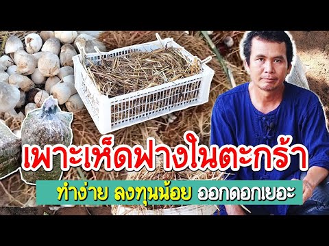 เพาะเห็ดฟางในตะกร้า ทำง่ายลงทุนน้อย
