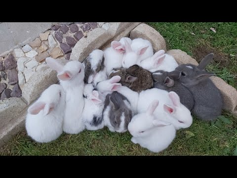 Thumbnail for بديت بثلاث ارانب والعدد اليوم 45 ارنب ما شاء الله