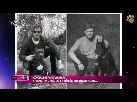 Thumbnail for Kıvanç Tatlıtuğ'un elit yavruları American Staff Mars ve Doberman Pars Magazin 8'de ekrana geldi