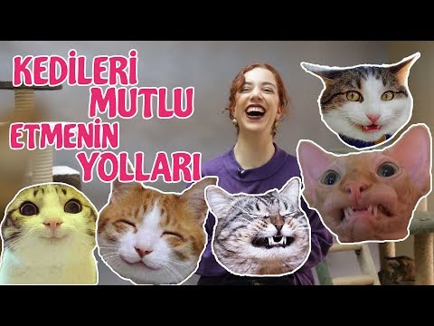 Kedinizi Mutlu Etmenin 10 Kolay Yolu