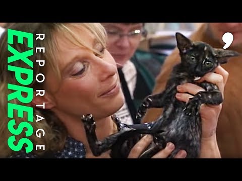 Le plus beau chat du monde