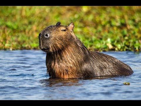 Travesías Fotográficas a los Esteros del Iberá - Carlos Pellegrini