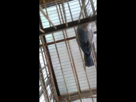 Thumbnail for Pipira azul com várias repetições