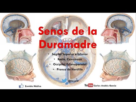 Anatomía - Senos de la Duramadre o Durales (Sagital Superior e Inferior, Cavernoso, Recto y  más)