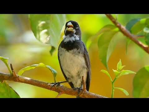 TUI TUI ZERO ZERO perfeito com sequência de notas a cada canto!