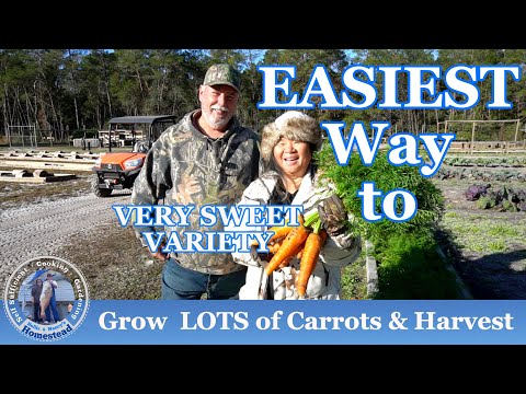 Easiest Way to Grow LOTS of Carrots &amp; Harvest Carrots