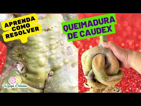 Tipos de queimadura de Sol nas Rosas do Deserto